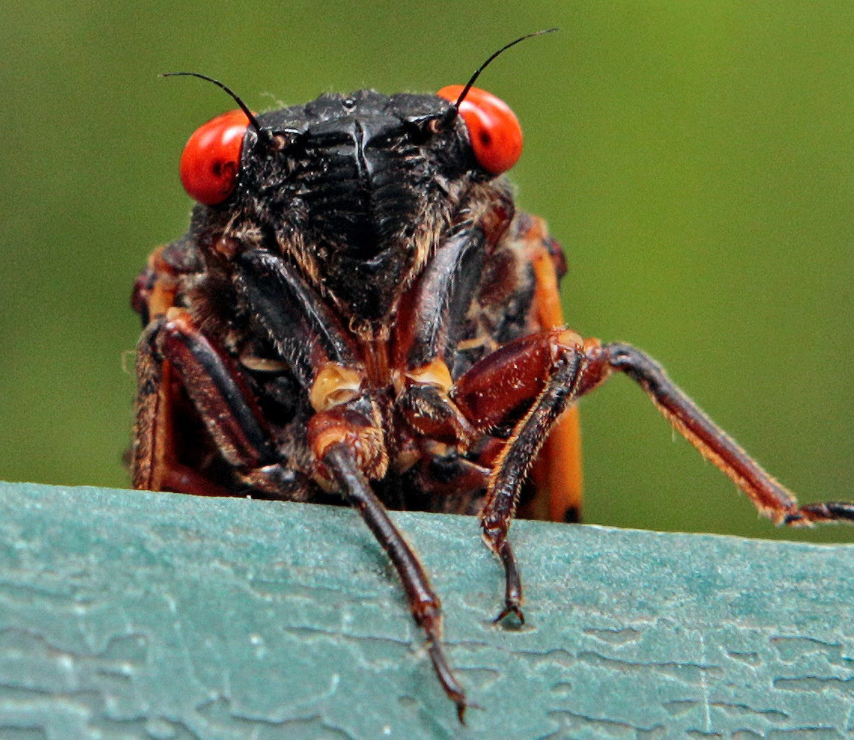 cicada